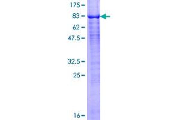 ARIH2 Protein (AA 1-493) (GST tag)