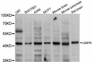 Western blot analysis of extracts of various cell lines, using GRPR antibody. (GRPR 抗体)
