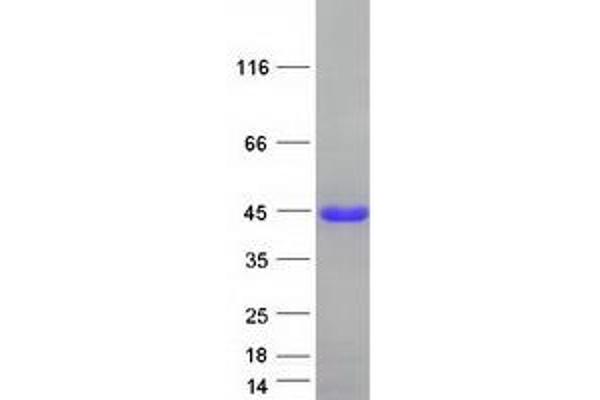 EAF1 Protein (Myc-DYKDDDDK Tag)