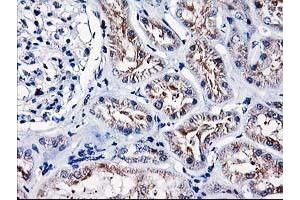 Immunohistochemical staining of paraffin-embedded Human Kidney tissue using anti-HMOX2 mouse monoclonal antibody. (HMOX2 抗体)