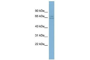 LOC344065 antibody used at 0. (ZFP 570-like 抗体  (Middle Region))