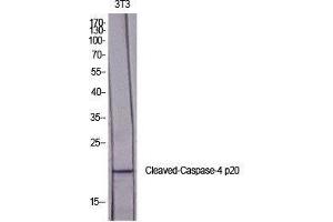 Western Blot (WB) analysis of specific cells using Cleaved-Caspase-4 p20 (Q81) Polyclonal Antibody. (Caspase 4 p20 (cleaved), (Gln81) 抗体)