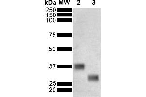 Western Blot analysis of Schistosoma japonicum Purified GST showing detection of 26 kDa GST protein using Mouse Anti-GST Monoclonal Antibody, Clone 3E2 (ABIN5650742). (GST 抗体  (Atto 390))