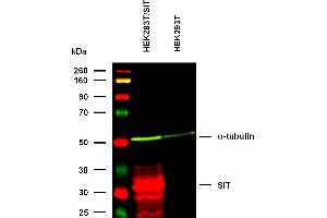 Western Blotting (WB) image for anti-Signaling threshold Regulating Transmembrane Adaptor 1 (SIT1) antibody (ABIN94465)