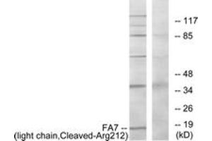 Western Blotting (WB) image for anti-Coagulation Factor VII (F7) (AA 171-220), (Cleaved-Arg212) antibody (ABIN2891195) (Factor VII 抗体  (Cleaved-Arg212))