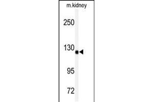 Western blot analysis of anti-ADAMTS19 Antibody in mouse kidney tissue lysates (35ug/lane) (ADAMTS19 抗体  (AA 298-328))