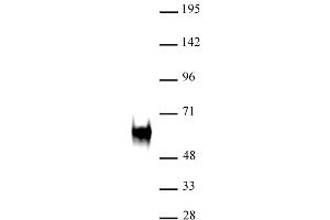 c-Fos (pAb) tested by Western blot. (c-FOS 抗体)