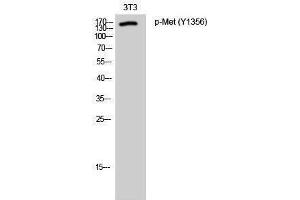 Western Blotting (WB) image for anti-Met Proto-Oncogene (MET) (pTyr1356) antibody (ABIN3173009) (c-MET 抗体  (pTyr1356))