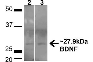 Western blot analysis of Human HeLa and HEK293T cell lysates showing detection of ~27. (BDNF 抗体  (N-Term) (PerCP))