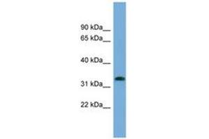 Image no. 1 for anti-Interferon-Induced Protein 35 (IFI35) (N-Term) antibody (ABIN6743410) (IFI35 抗体  (N-Term))