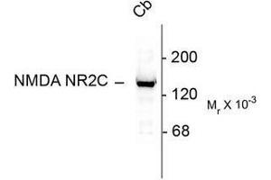 Image no. 1 for anti-Glutamate Receptor, Ionotropic, N-Methyl D-Aspartate 2c (GRIN2C) (N-Term) antibody (ABIN372689) (GRIN2C 抗体  (N-Term))