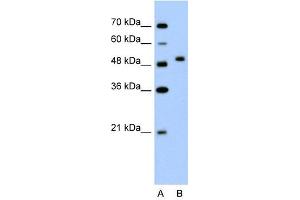 FLJ14213 antibody used at 2. (FLJ14213 (N-Term) 抗体)