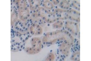 IHC-P analysis of Rat Tissue, with DAB staining. (CXCL12 抗体  (AA 21-89))