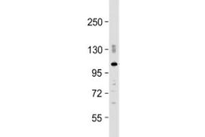Western blot testing of mouse brain lysate with PDE2A antibody at 1:2000. (PDE2A 抗体  (AA 780-810))