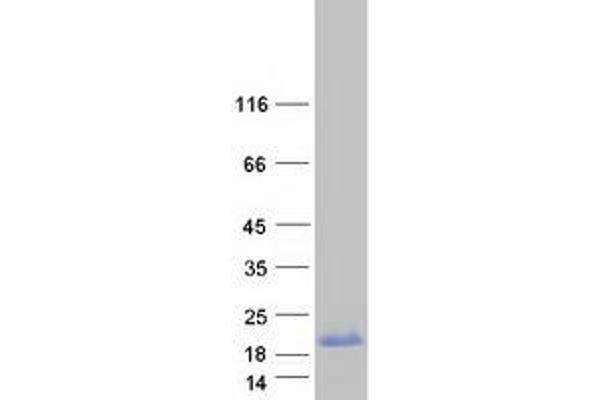 PPP1R1C Protein (Myc-DYKDDDDK Tag)