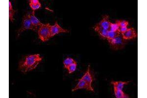 Immunofluorescence (IF) image for anti-Thiosulfate Sulfurtransferase 4 (SSEA-4) antibody (Alexa Fluor 594) (ABIN2656859) (SSEA-4 抗体  (Alexa Fluor 594))