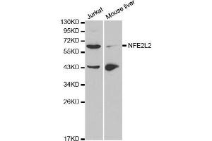 Western blot analysis of extracts of Jurkat and mouse liver cell lines, using NFE2L2 antibody. (NRF2 抗体)