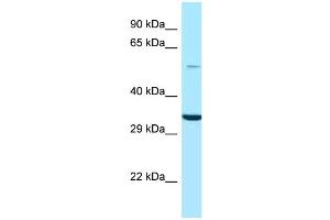 WB Suggested Anti-GPS1 Antibody Titration: 1. (GPS1 抗体  (N-Term))