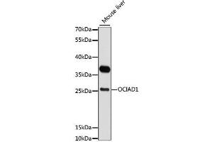 Western blot analysis of extracts of mouse liver, using OCIAD1 antibody. (OCIAD1 抗体  (AA 1-245))