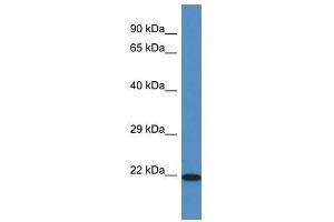 Western Blot showing Tmem147 antibody used at a concentration of 1. (TMEM147 抗体  (N-Term))