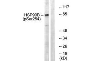 Western blot analysis of extracts from HeLa cells treated with TNF-a 10ng/ml 30', using HSP90B (Phospho-Ser254) Antibody. (HSP90AB1 抗体  (pSer254))