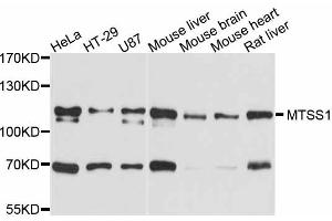 Western blot analysis of extracts of various cell lines, using MTSS1 antibody. (MTSS1 抗体)