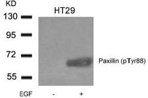 Image no. 2 for anti-Paxillin (PXN) (pTyr88) antibody (ABIN401593) (Paxillin 抗体  (pTyr88))