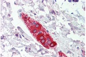 Human Colon, Submucosal Plexus (formalin-fixed, paraffin-embedded) stained with FEZ1 antibody ABIN462288 followed by biotinylated anti-goat IgG secondary antibody ABIN481715, alkaline phosphatase-streptavidin and chromogen. (FEZ1 抗体  (AA 278-290))