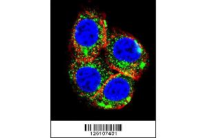 Confocal immunofluorescent analysis of NR3C1 Antibody with Hela cell followed by Alexa Fluor 488-conjugated goat anti-rabbit lgG (green). (Glucocorticoid Receptor 抗体  (C-Term))