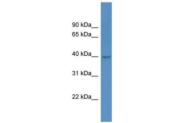 HPDL 抗体  (C-Term)