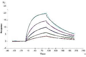 Surface Plasmon Resonance (SPR) image for Inducible T-Cell Co-Stimulator Ligand (ICOSLG) (AA 19-258) protein (His-Avi Tag) (ABIN7273967)