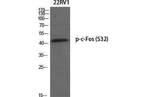 Western Blotting (WB) image for anti-c-Fos (c-Fos) (pSer32) antibody (ABIN3173099) (c-FOS 抗体  (pSer32))