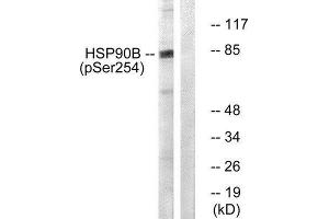 Western Blotting (WB) image for anti-Heat Shock Protein 90kDa alpha (Cytosolic), Class B Member 1 (HSP90AB1) (pSer254) antibody (ABIN1847210) (HSP90AB1 抗体  (pSer254))