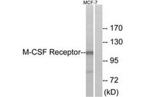 Western Blotting (WB) image for anti-Colony Stimulating Factor 1 Receptor (CSF1R) (AA 691-740) antibody (ABIN2888738) (CSF1R 抗体  (AA 691-740))