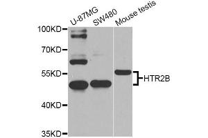 Western blot analysis of extracts of various cell lines, using HTR2B Antibody (ABIN5974979) at 1/1000 dilution. (Serotonin Receptor 2B 抗体)