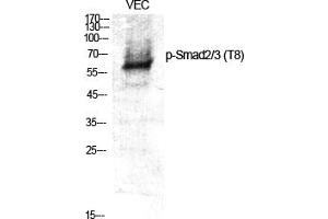 Western Blot analysis of various cells using Phospho-Smad2/3 (T8) Polyclonal Antibody. (Smad2/3 抗体  (pThr8))