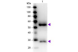 Western blot of Peroxidase conjugated Goat Fab Anti-Mouse IgG secondary antibody. (山羊 anti-小鼠 IgG (Heavy & Light Chain) Antibody (HRP) - Preadsorbed)
