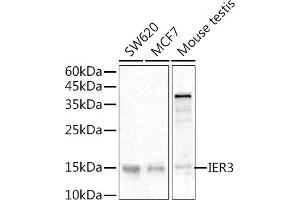 IER3 抗体  (C-Term)
