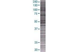 KIAA0368 transfected lysate. (KIAA0368 293T Cell Transient Overexpression Lysate(Denatured))