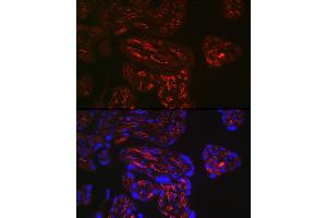 Immunofluorescence analysis of human placenta using FCGR2B Rabbit pAb (ABIN6131548, ABIN6140541, ABIN6140543 and ABIN6216224) at dilution of 1:150 (40x lens). (FCGR2B 抗体)