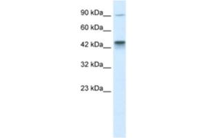 Western Blotting (WB) image for anti-Kinesin Family Member 3A (KIF3A) antibody (ABIN2460840) (KIF3A 抗体)