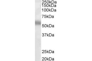 ABIN263159 (1µg/ml) staining of Human Lung lysate (35µg protein in RIPA buffer). (TFEB 抗体  (Internal Region))