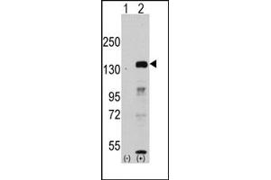 Image no. 1 for anti-Lysine (K)-Specific Demethylase 2A (KDM2A) antibody (ABIN356581) (KDM2A 抗体)