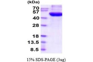 POGLUT1 Protein (AA 24-392) (His tag)