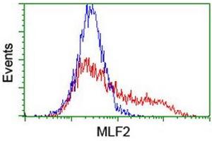 HEK293T cells transfected with either RC201746 overexpress plasmid (Red) or empty vector control plasmid (Blue) were immunostained by anti-MLF2 antibody (ABIN2455848), and then analyzed by flow cytometry. (MLF2 抗体)