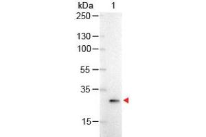 Image no. 1 for anti-Green Fluorescent Protein (GFP) antibody (Alkaline Phosphatase (AP)) (ABIN1101744) (GFP 抗体  (Alkaline Phosphatase (AP)))