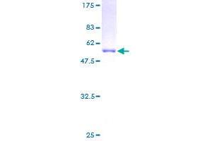 Image no. 1 for Glutathione S-Transferase theta 2 (GSTT2) protein (GST tag) (ABIN1306104) (GSTT2 Protein (GST tag))