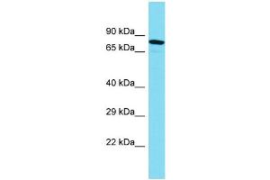 Western Blotting (WB) image for anti-Myotubularin Related Protein 10 (MTMR10) (C-Term) antibody (ABIN2790822) (MTMR10 抗体  (C-Term))