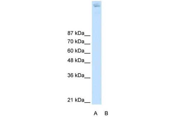 ZBTB38 抗体  (N-Term)