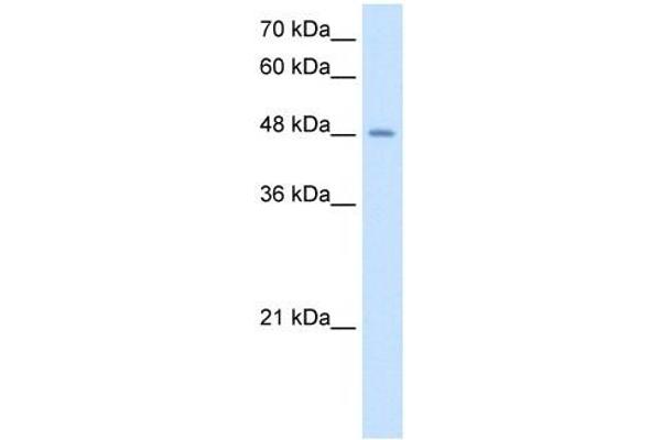 TMPRSS11D 抗体  (N-Term)